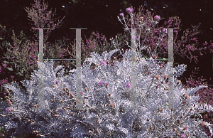 Picture of Centaurea cineraria 'Colchester White'