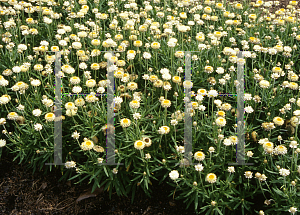 Picture of Helichrysum bracteatum 'Florabella Lemon'