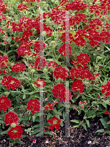 Picture of Verbena x hybrida 'Scarletta (Tukana Scarlet)'