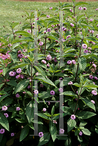 Picture of Lantana trifolia 