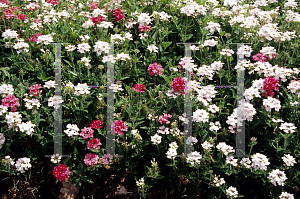 Picture of Verbena x hybrida 'Twilight'