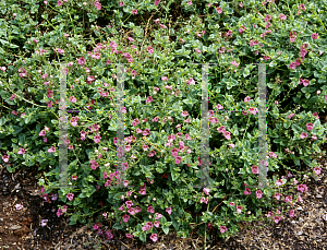 Picture of Diascia x 'Red Ace'