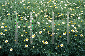 Picture of Argyranthemum x hybrida 'Comet White'