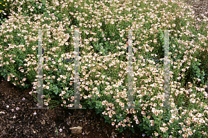 Picture of Diascia x 'Sun Chimes Coral'