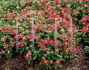 Picture of Verbena x hybrida 'Obsession Red With Eye'