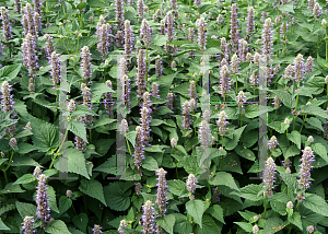 Picture of Agastache foeniculum 'Honeybee Blue'