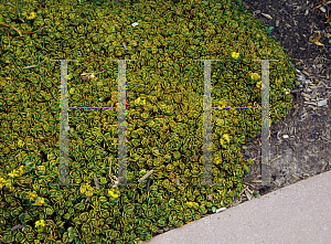 Picture of Sedum tetratinum 