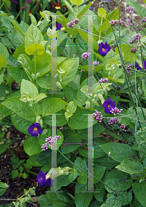 Picture of Thunbergia battiscombei 