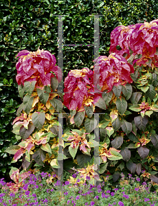 Picture of Amaranthus tricolor 'Illumination'