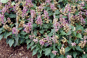 Picture of Salvia splendens 'Sizzler Lilac Bicolor'