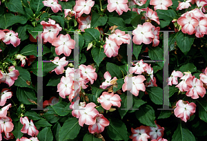 Picture of Impatiens walleriana 'Stardust Salmon'