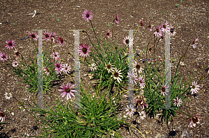 Picture of Echinacea tennesseensis 