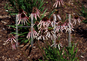 Picture of Echinacea sanguinea 