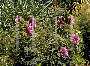 Picture of Hibiscus moscheutos 'Plum Crazy'