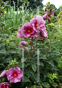 Picture of Hibiscus moscheutos 'Plum Crazy'