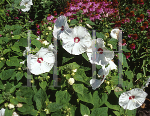 Picture of Hibiscus moscheutos 'Disco Belle White'