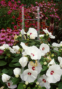 Picture of Hibiscus moscheutos 'Disco Belle White'