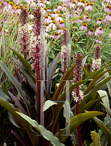 Picture of Eucomis comosa 'Sparkling Burgundy'