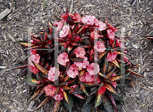 Picture of Impatiens x hawkeri 'Celebrette Light Coral'