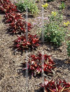 Picture of Impatiens x hawkeri 'Celebrette Light Coral'