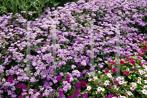 Picture of Ageratum houstonianum 'Leilani Blue'