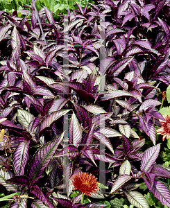 Picture of Strobilanthes dyerianus 