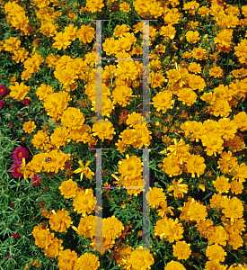 Picture of Cosmos sulphureus 'Cosmic Orange'