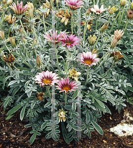 Picture of Gazania rigens 'Talent Rose Shades'