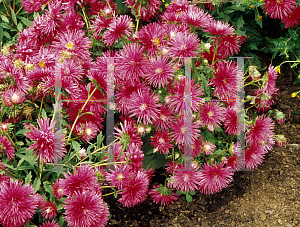 Picture of Aster  'Starlight Scarlet'