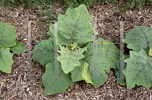 Picture of Solanum quitoense 