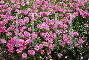 Picture of Verbena x hybrida 'Tukana Salmon'