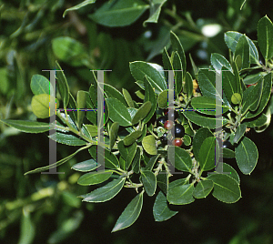 Picture of Rhamnus alaternus 