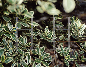 Picture of Rhamnus alaternus 'Argenteovariegatus'