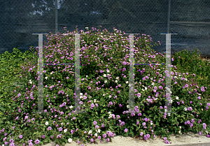 Picture of Lantana montevidensis 