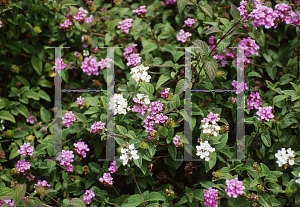 Picture of Lantana montevidensis 