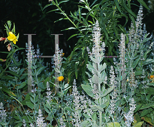 Picture of Stachys albens 