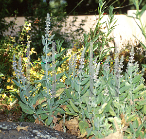 Picture of Stachys albens 