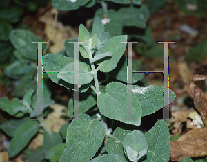 Picture of Stachys albens 