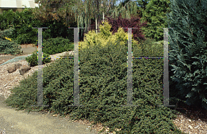 Picture of Cotoneaster dammeri 'Coral Beauty'