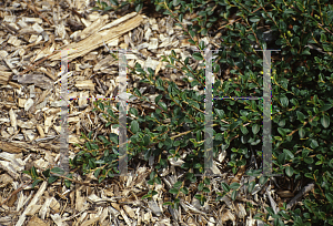 Picture of Cotoneaster dammeri 'Coral Beauty'