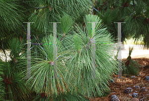 Picture of Pinus canariensis 