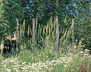 Picture of Elymus condensatus 