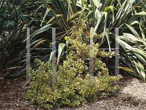 Picture of Coprosma repens 'Pink Splendor'