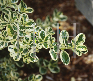 Picture of Coprosma repens 'Marble Queen'