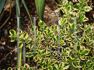 Picture of Coprosma repens 'Pink Splendor'