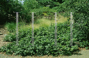 Picture of Mahonia aquifolium 'Compactum'