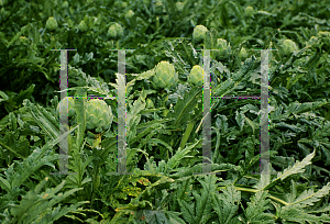 Picture of Cynara scolymus 