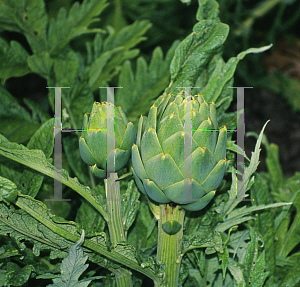 Picture of Cynara scolymus 