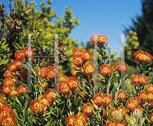 Picture of Leucospermum cordifolium 