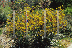 Picture of Anigozanthos flavidus 